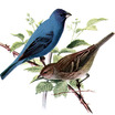 Indigo Bunting